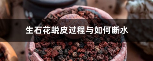 生石花蜕皮过程与如何断水