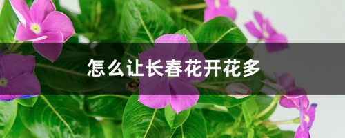 怎么让长春花开花多，开花后怎么修剪