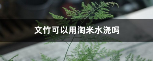 文竹可以用淘米水浇吗